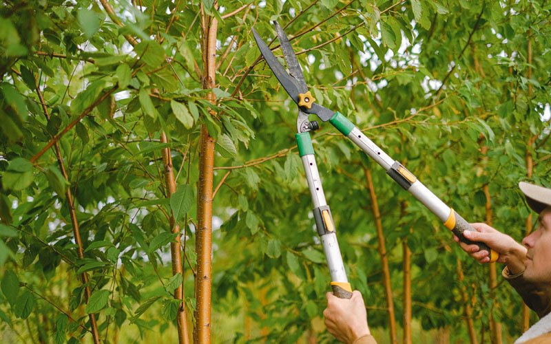 Tree trimming in Heyworth, IL